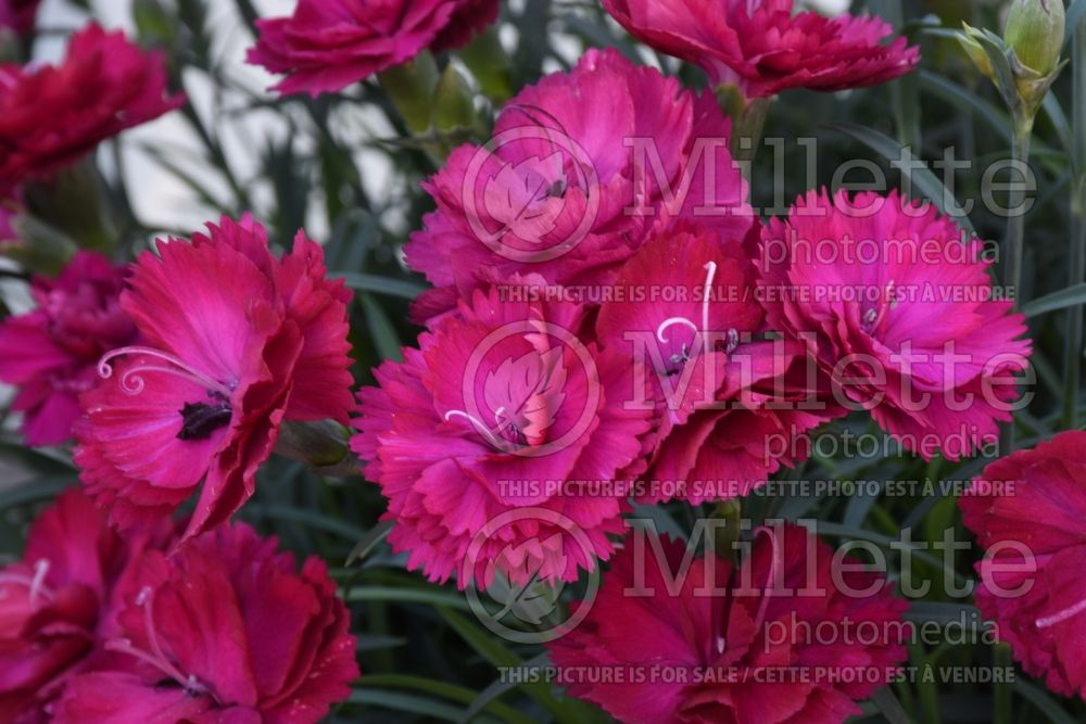 Dianthus Odessa Nicky (Pink) 1 