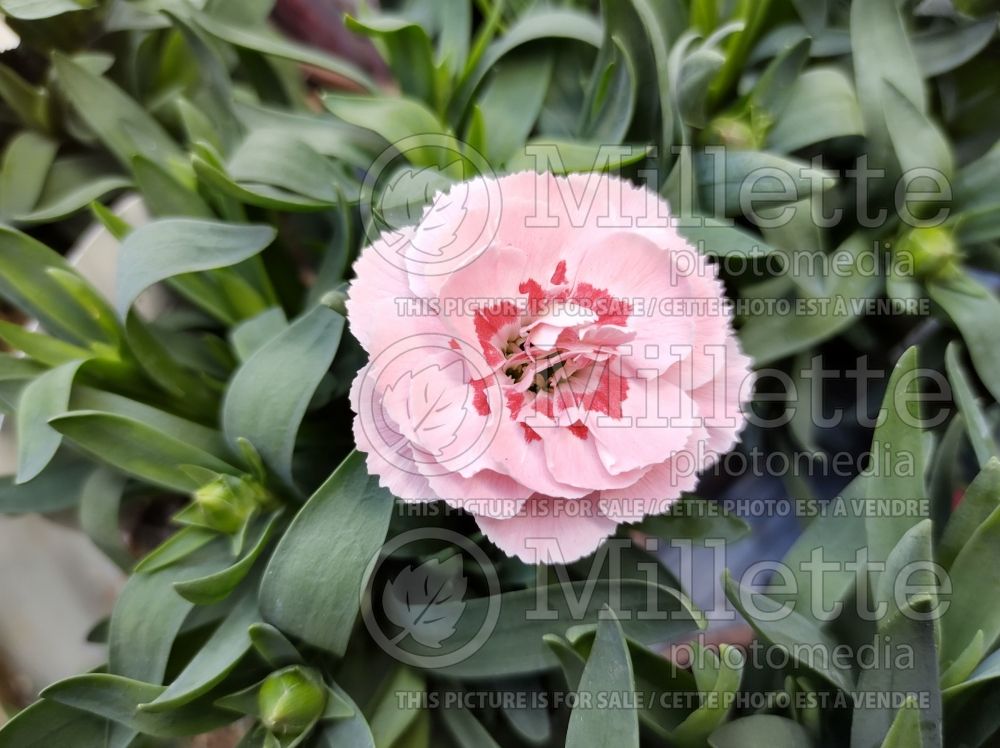 Dianthus Oscar Pink Star (Carnation) 1