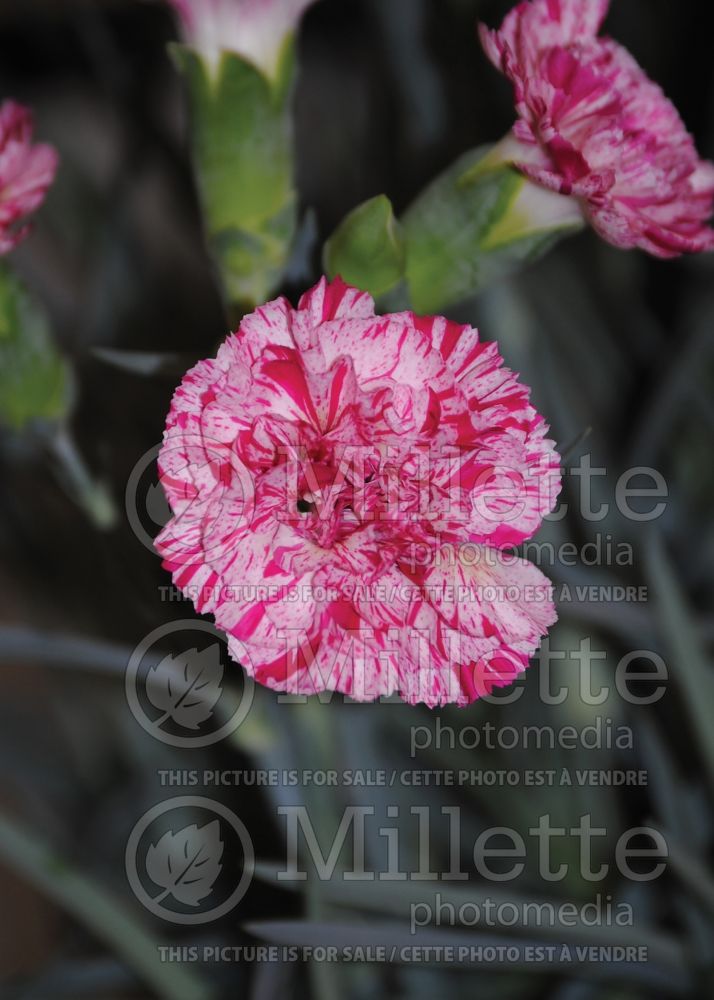 Dianthus Pinball Wizard (Garden Pinks) 1