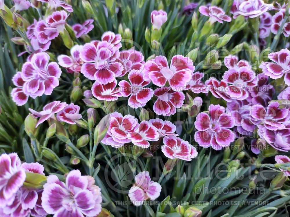 Dianthus Pink Kisses (Carnation) 1