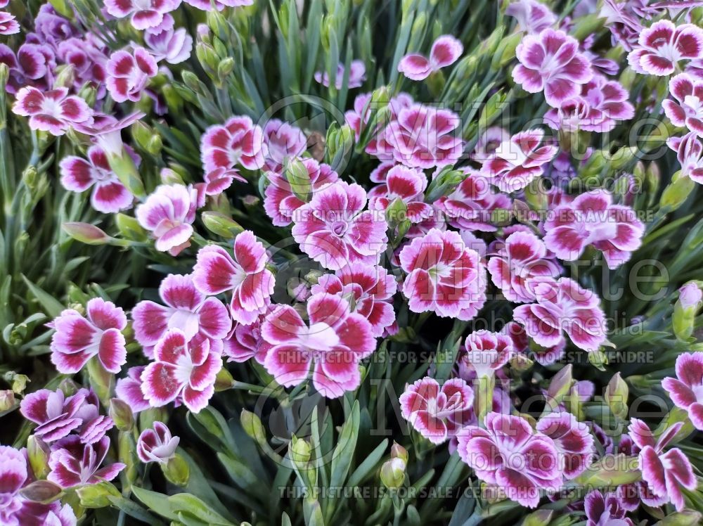 Dianthus Pink Kisses (Carnation) 2