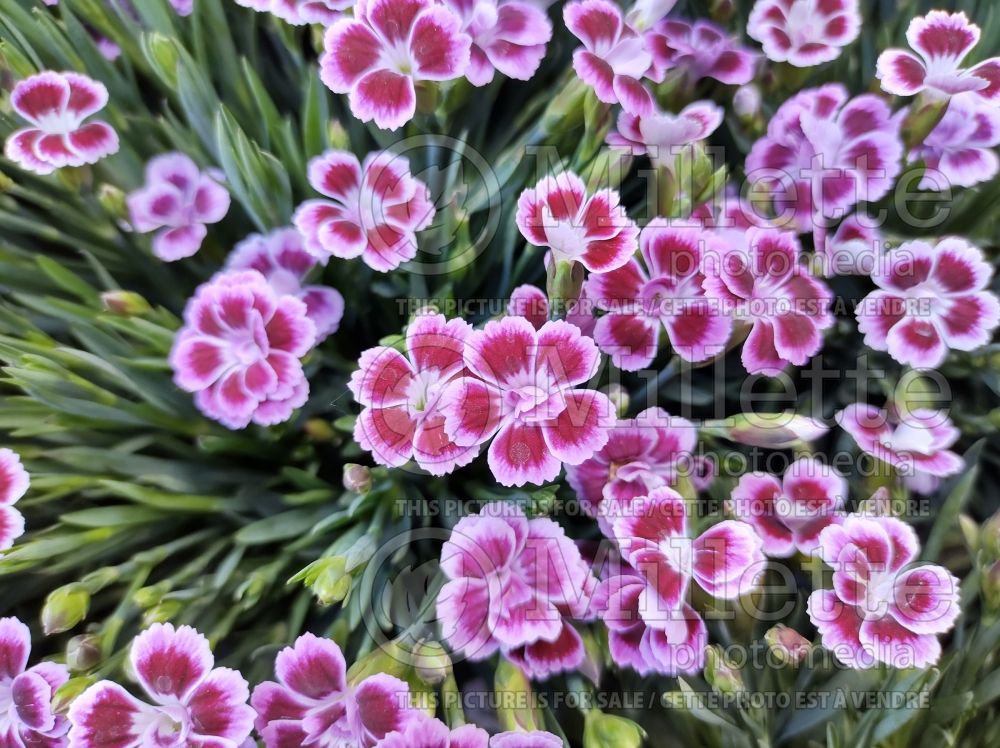 Dianthus Pink Kisses (Carnation) 3