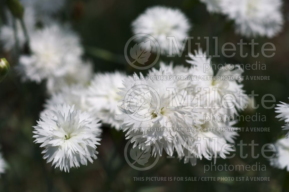 Dianthus ItSaul White (Pink) 1 