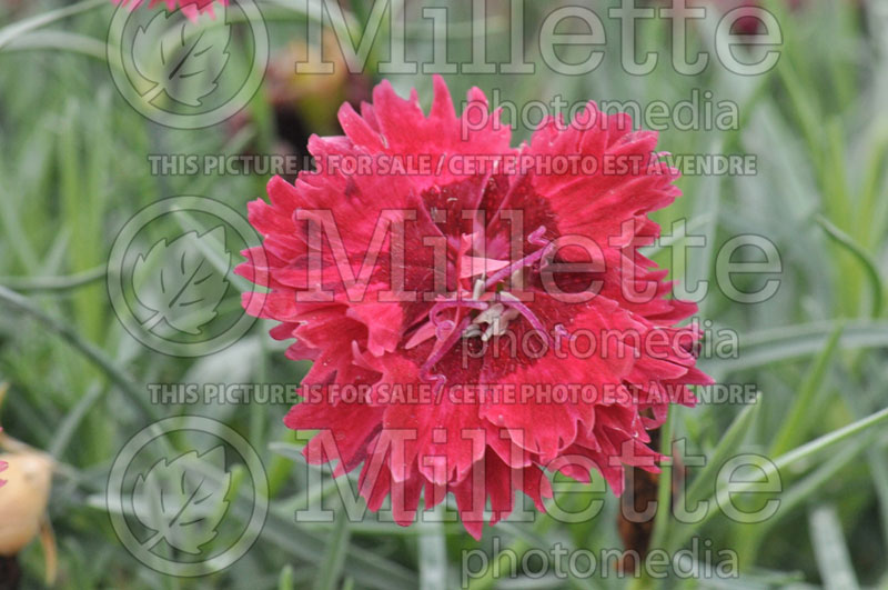 Dianthus Pomegranate Kiss (Garden Pinks) 2