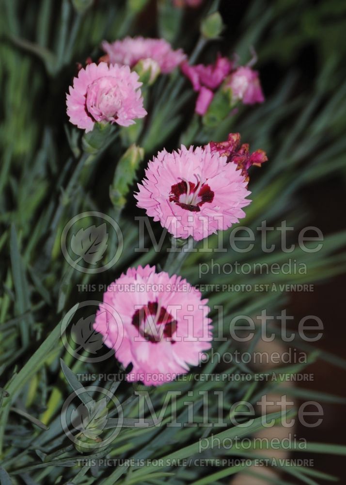 Dianthus Pretty Poppers Cute as a Button (Garden Pinks) 1