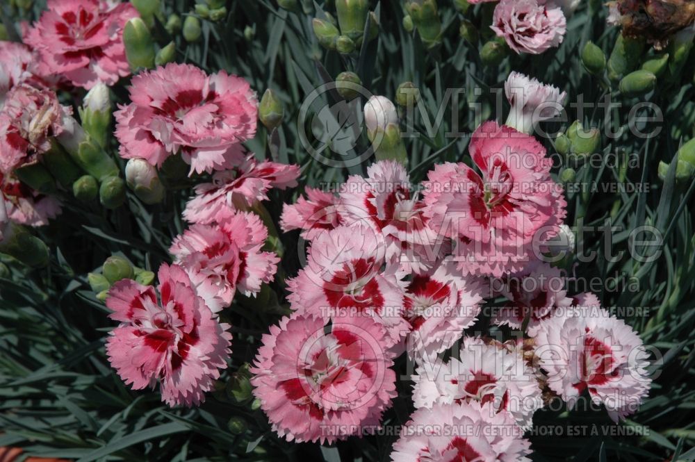 Dianthus Raspberry Surprise (Garden Pinks) 2