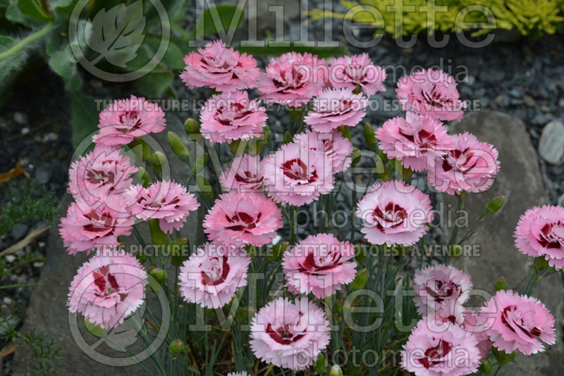 Dianthus Raspberry Surprise (Garden Pinks) 1