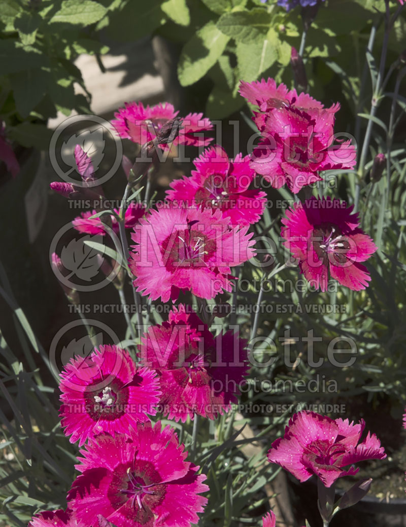 Dianthus Ruby Sparkles (Garden Pinks) 1