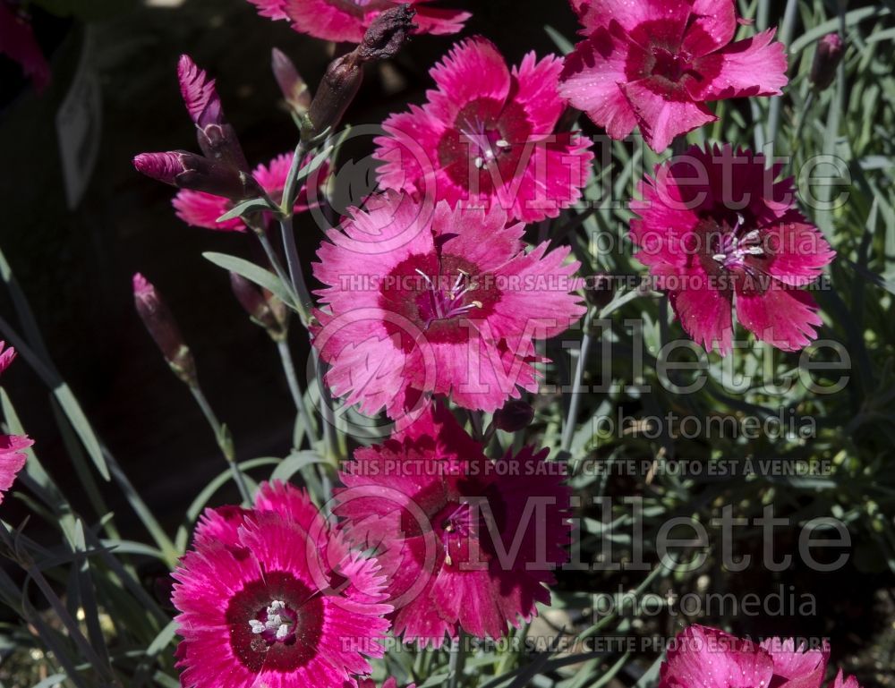 Dianthus Ruby Sparkles (Garden Pinks) 2