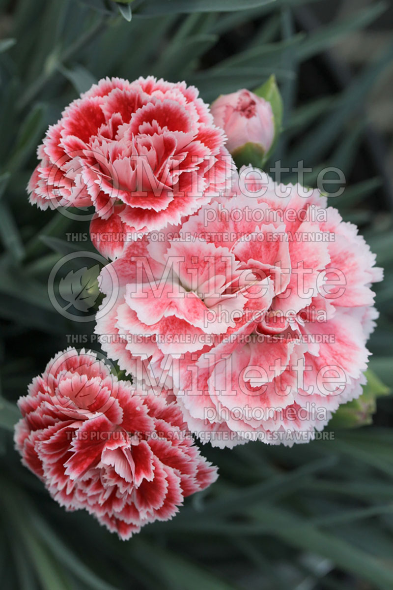 Dianthus Scent First Pot Series Coral Reef ou WPO7OLDRICE (Garden Pinks) 2