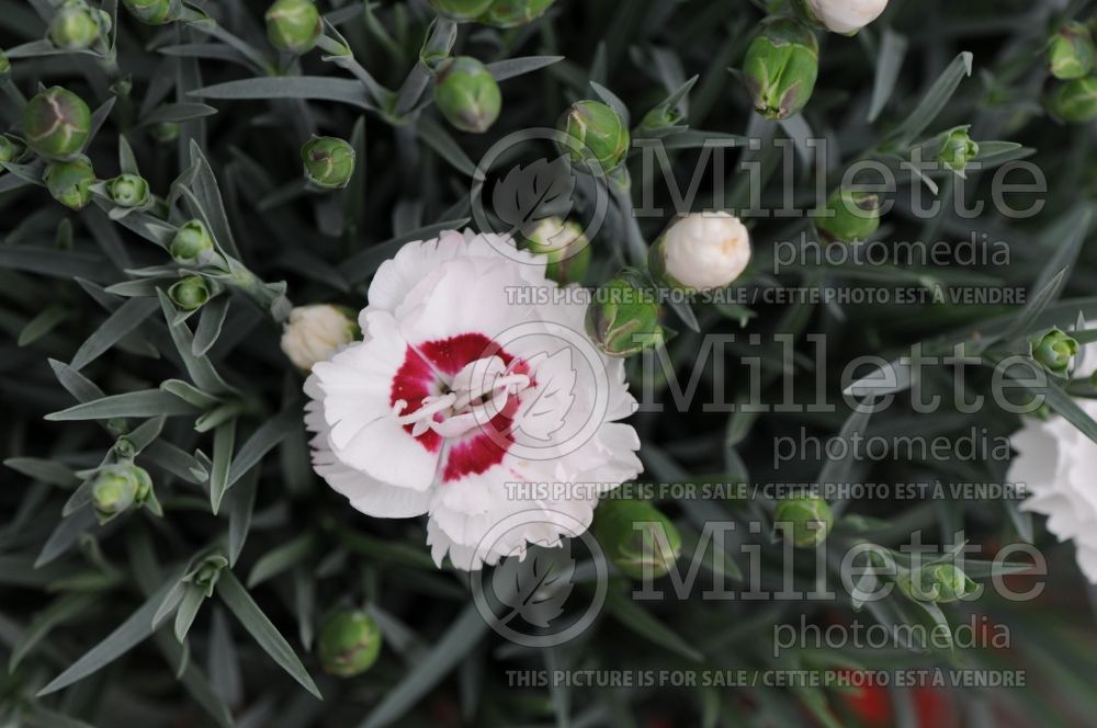 Dianthus Scent First Pot Coconut Surprise (Carnation China Pinks) 1