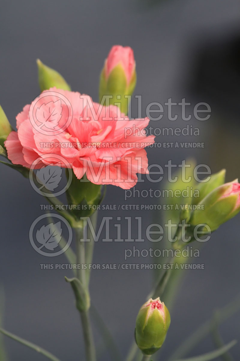 Dianthus Scent First Romance aka wp09 wen04 Garden Pinks) 1