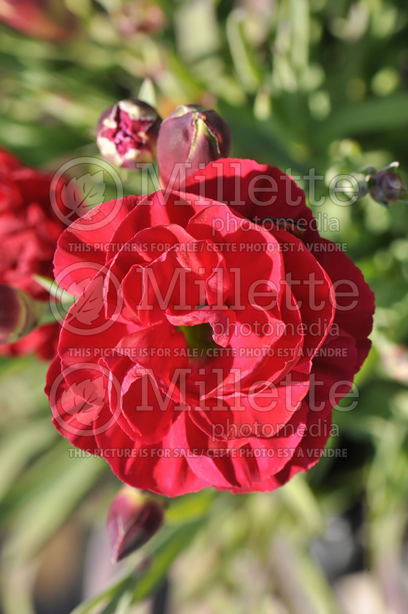 Dianthus Scent First WP Passion (Garden Pinks) 2