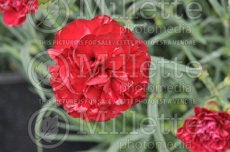 Dianthus Scent First WP Passion (Garden Pinks) 1