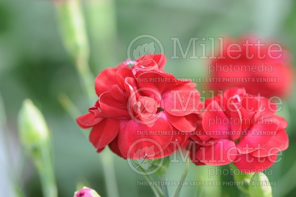 Dianthus Scent First WP Passion (Garden Pinks) 3