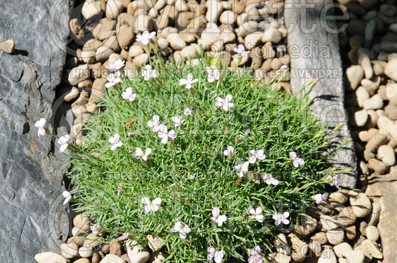 Dianthus simulans (Scented pink)  1