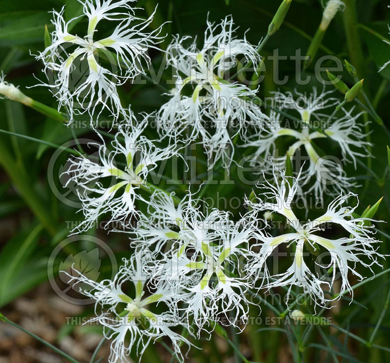 Dianthus Alba (Garden Pinks) 1