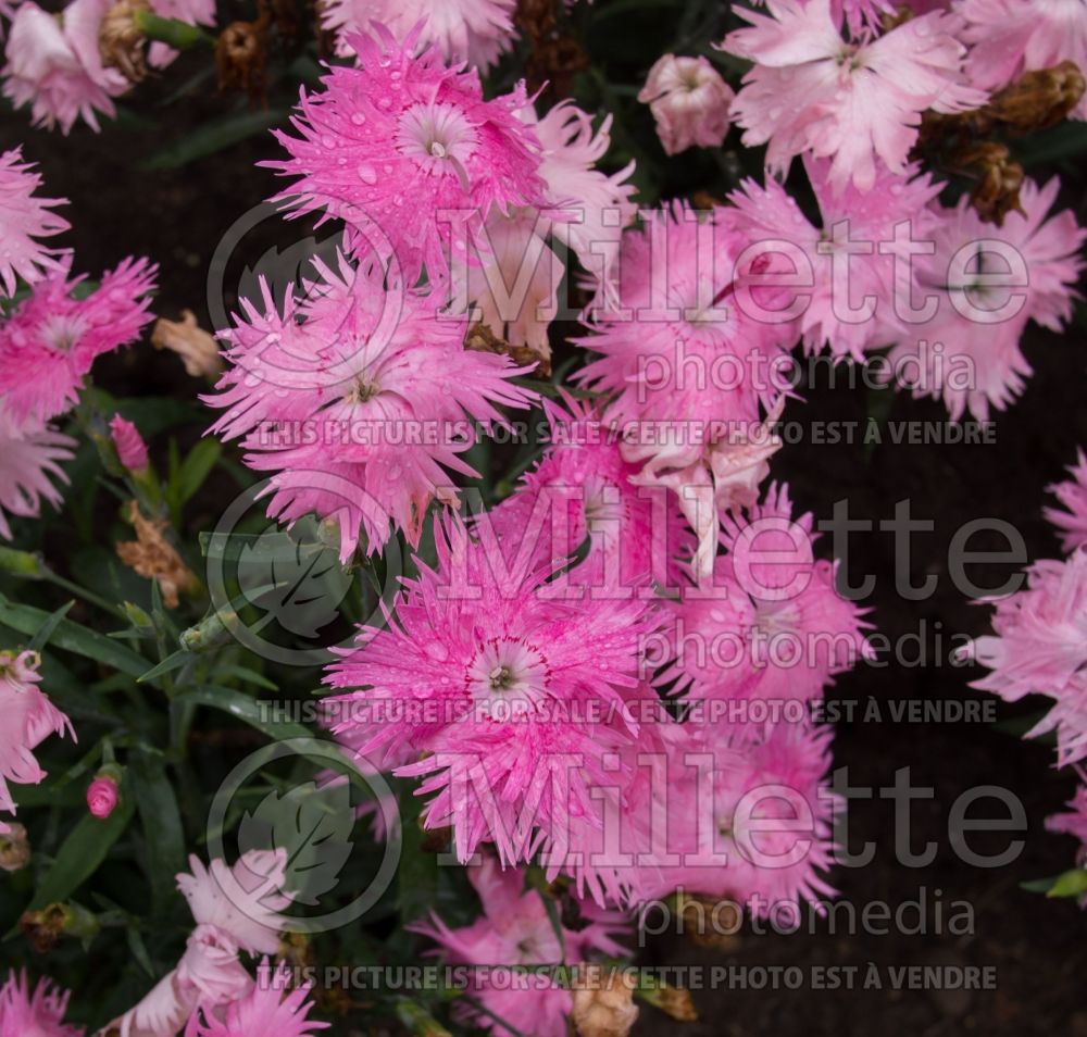 Dianthus Supra Pink (Garden Pinks) 1