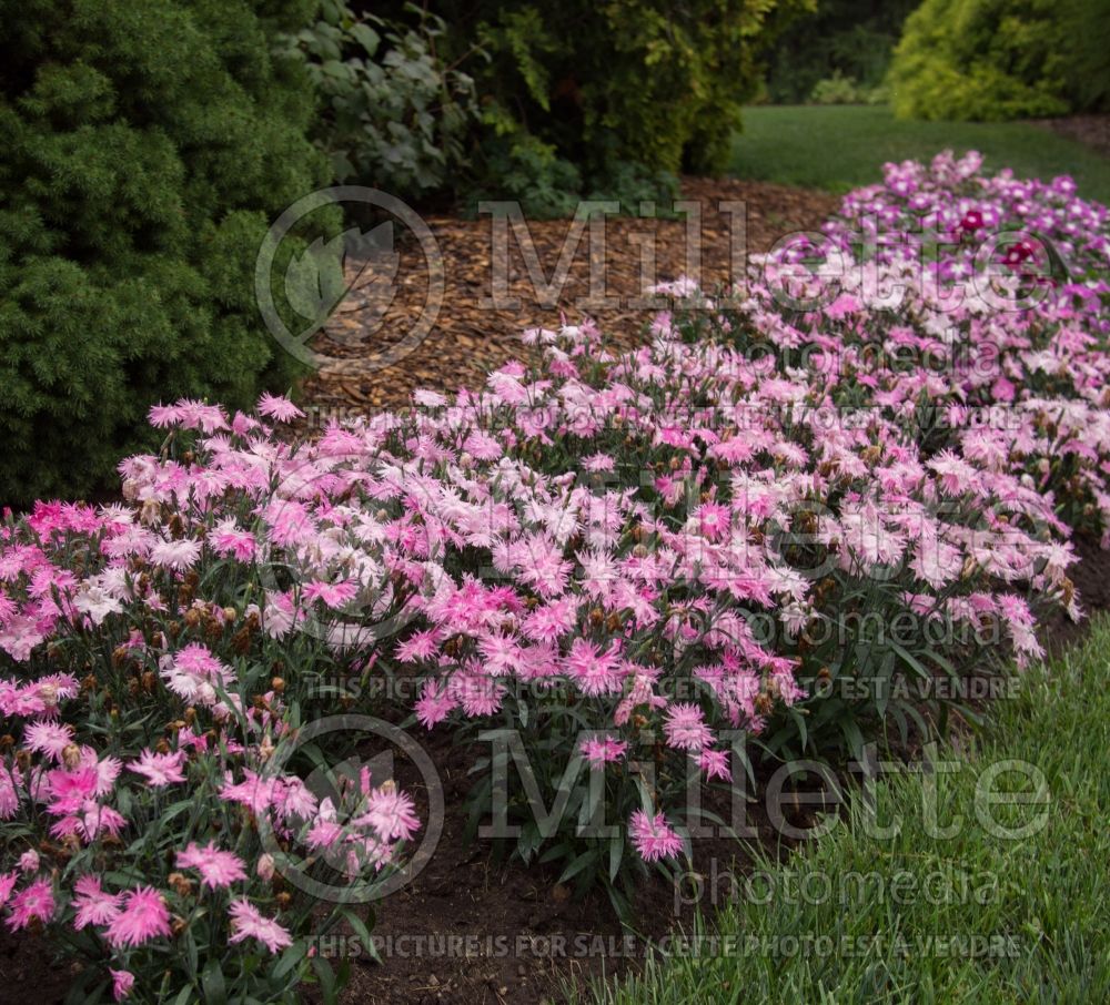 Dianthus Supra Pink (Garden Pinks) 2