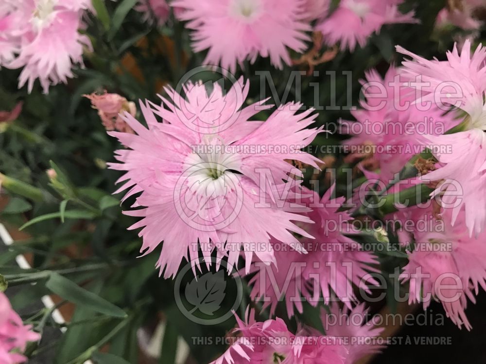 Dianthus Supra Pink (Garden Pinks) 3