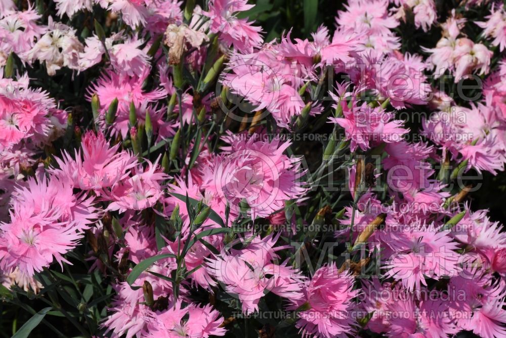 Dianthus Supra Pink (Garden Pinks) 4