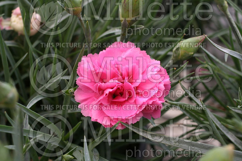 Dianthus Valda Louise or Rosy Cheeks (Garden Pinks) 1