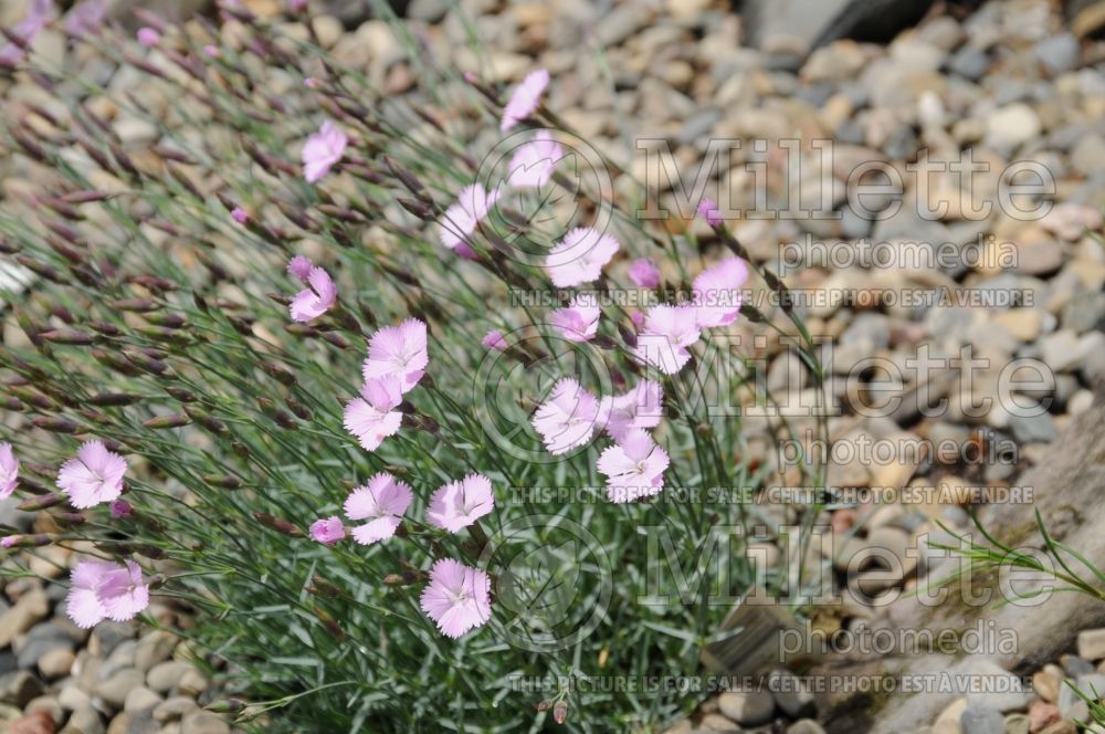 Dianthus Wink (Pink) 1