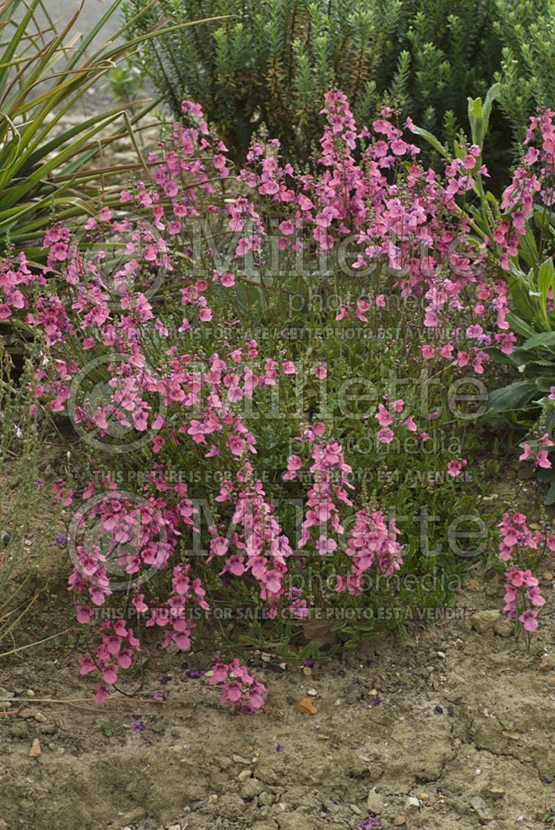 Diascia barberae (twinspur) 1 