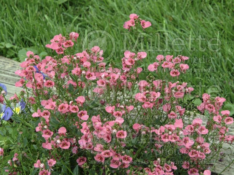 Diascia Diamonte Coral Rose (twinspur) 1 