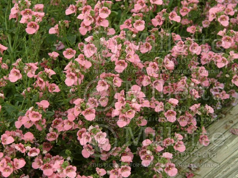 Diascia Diamonte Coral Rose (twinspur) 2 