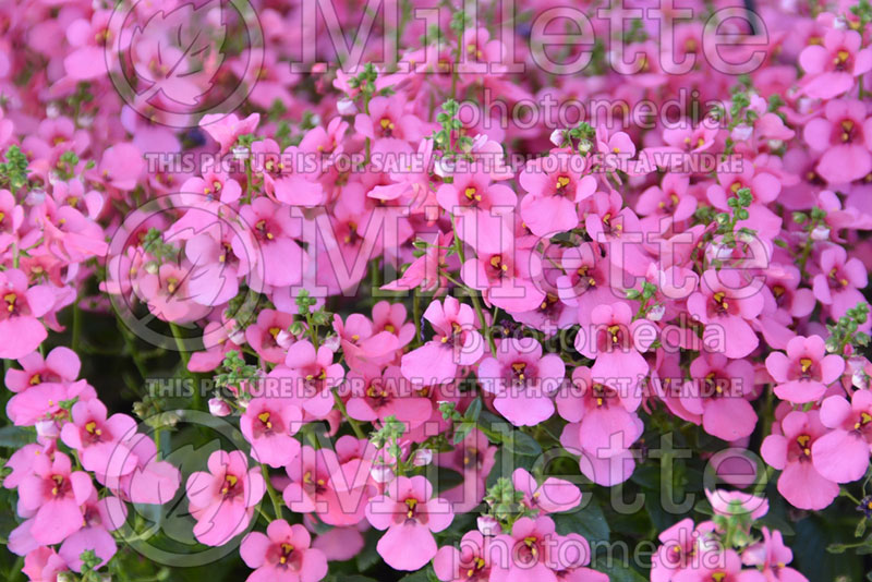 Diascia Red Fox My Darling Berry (Twinspur) 1  