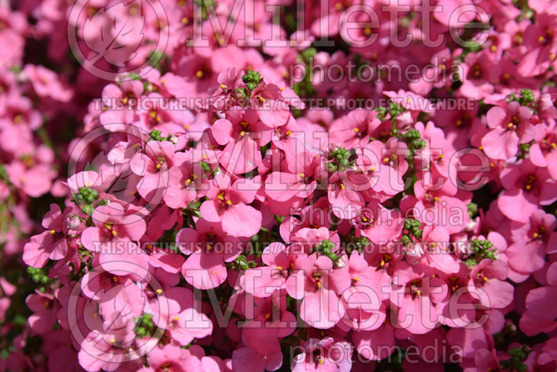 Diascia Red Fox My Darling Berry (Twinspur) 2  