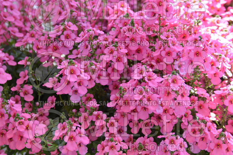 Diascia Red Fox My Darling Berry (Twinspur) 3  