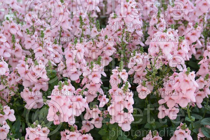 Diascia Red Fox My Darling Melon (Twinspur) 1  