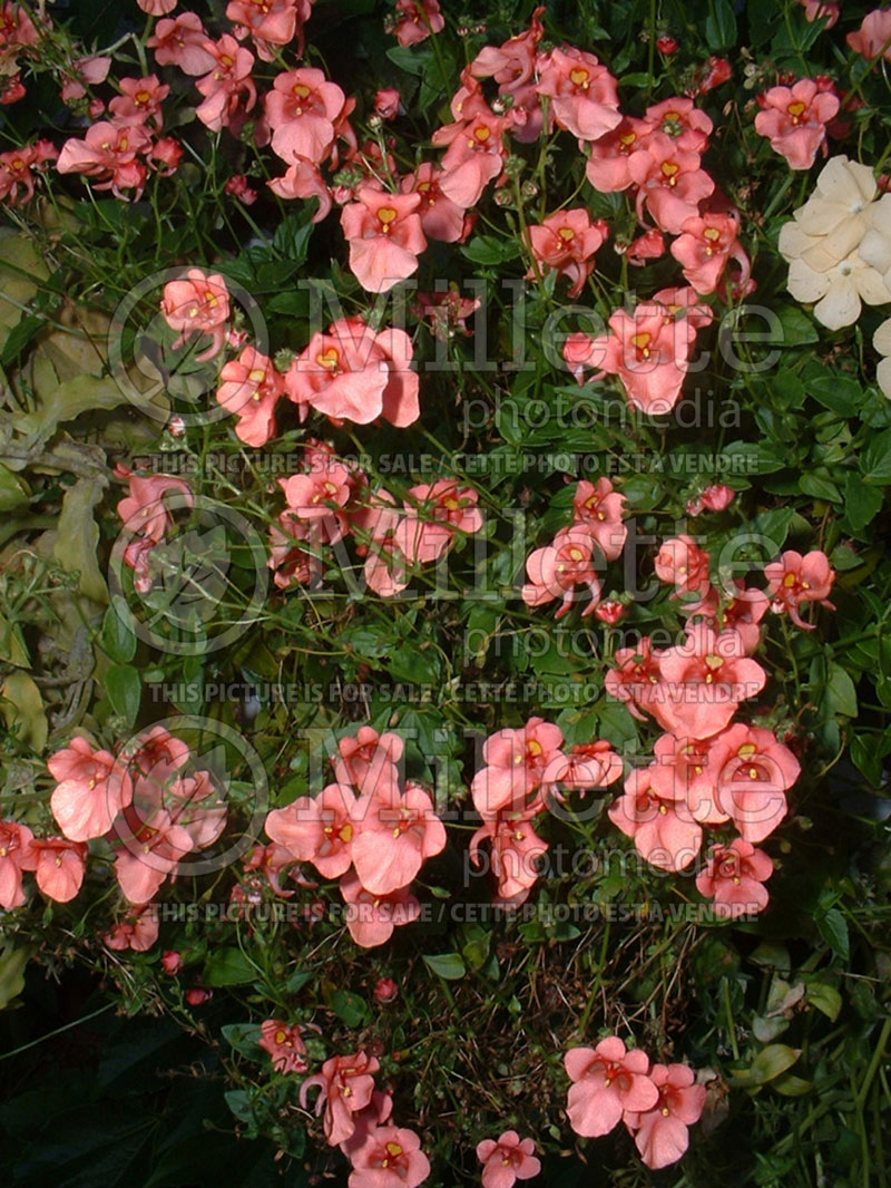 Diascia Sun Chimes Coral (Twinspur) 1  