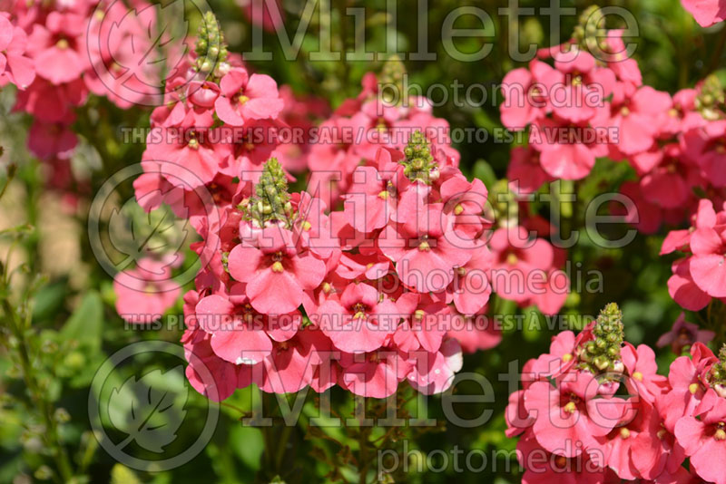 Diascia Sundiascia Rose Pink (Twinspur) 2  