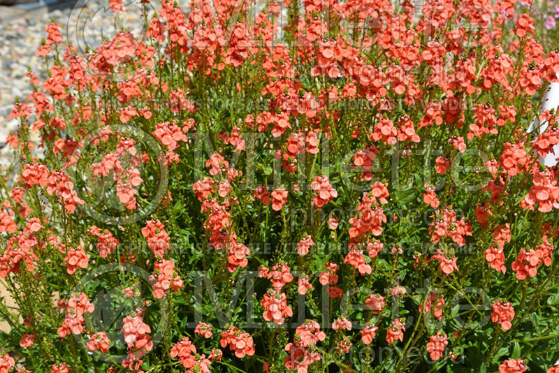 Diascia Sundiascia Upright Orange (Twinspur) 1  