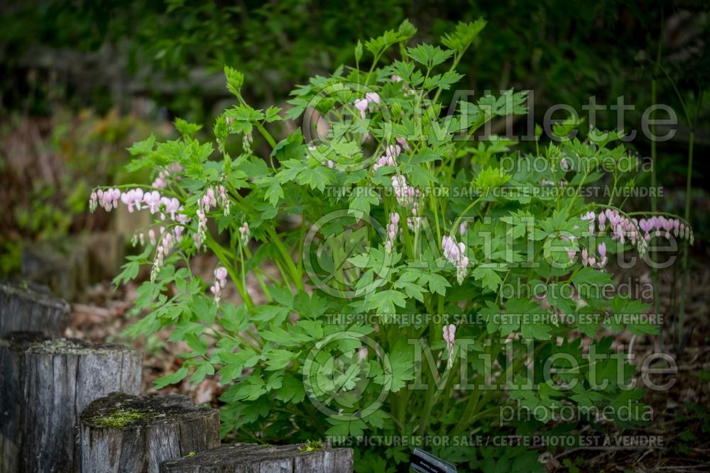 Dicentra Cupid (Bleeding heart) 1