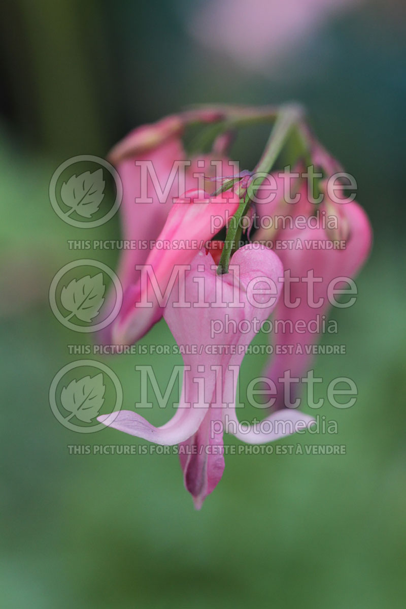 Lamprocapnos aka Dicentra Amore Pink (Burning Hearts) 1 