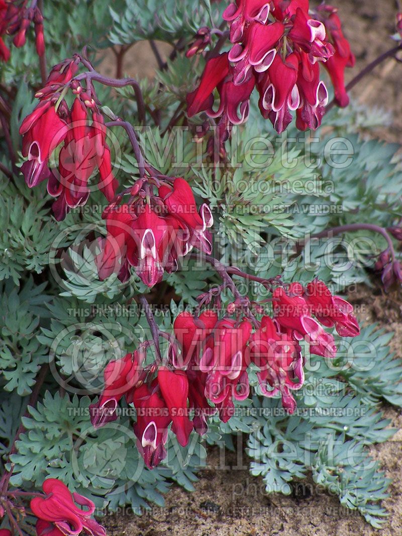 Lamprocapnos aka Dicentra Burning Hearts (Bleeding heart) 1