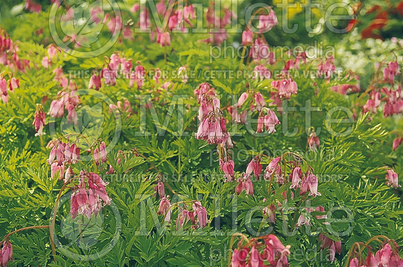 Lamprocapnos aka Dicentra eximia (Bleeding heart) 1