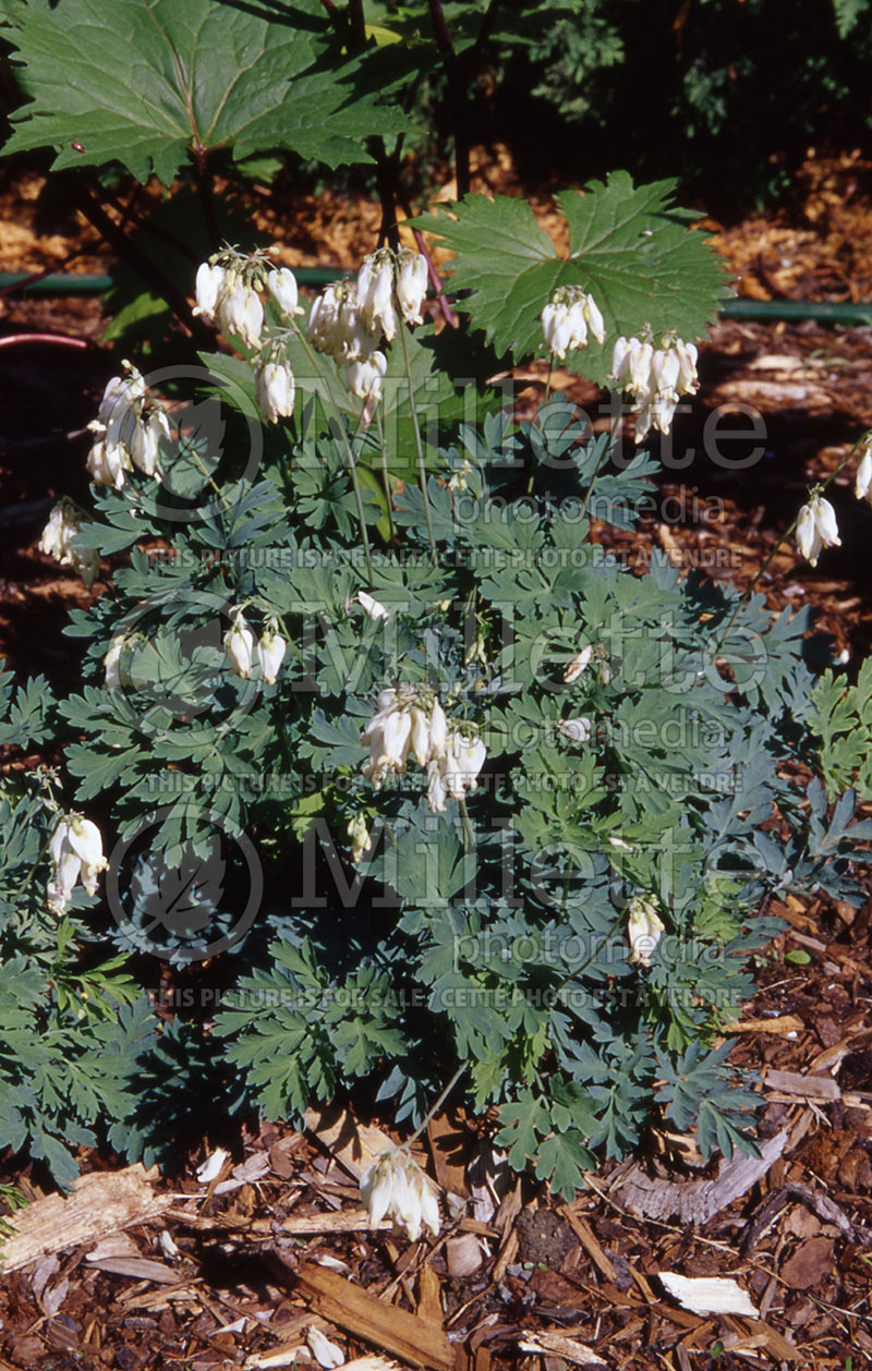 Lamprocapnos aka Dicentra Aurora (Bleeding heart) 1