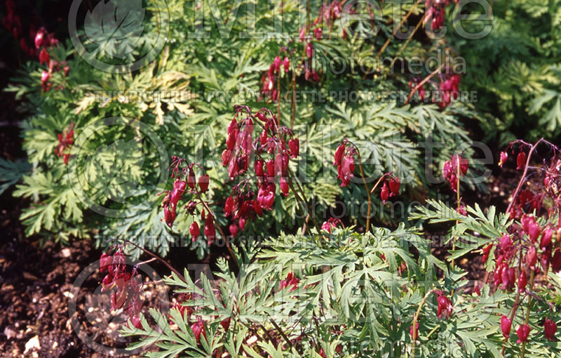 Lamprocapnos aka Dicentra Bacchanal (Bleeding heart) 1