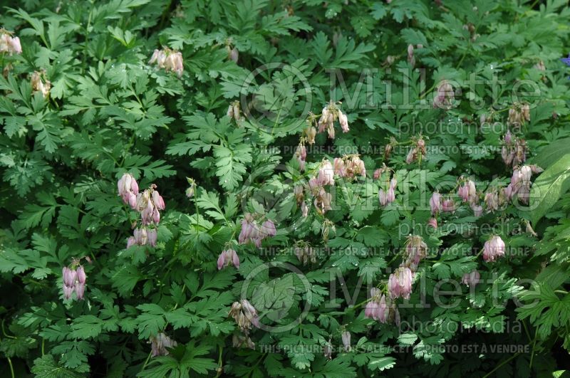 Dicentra Langtrees (Bleeding heart) 1 