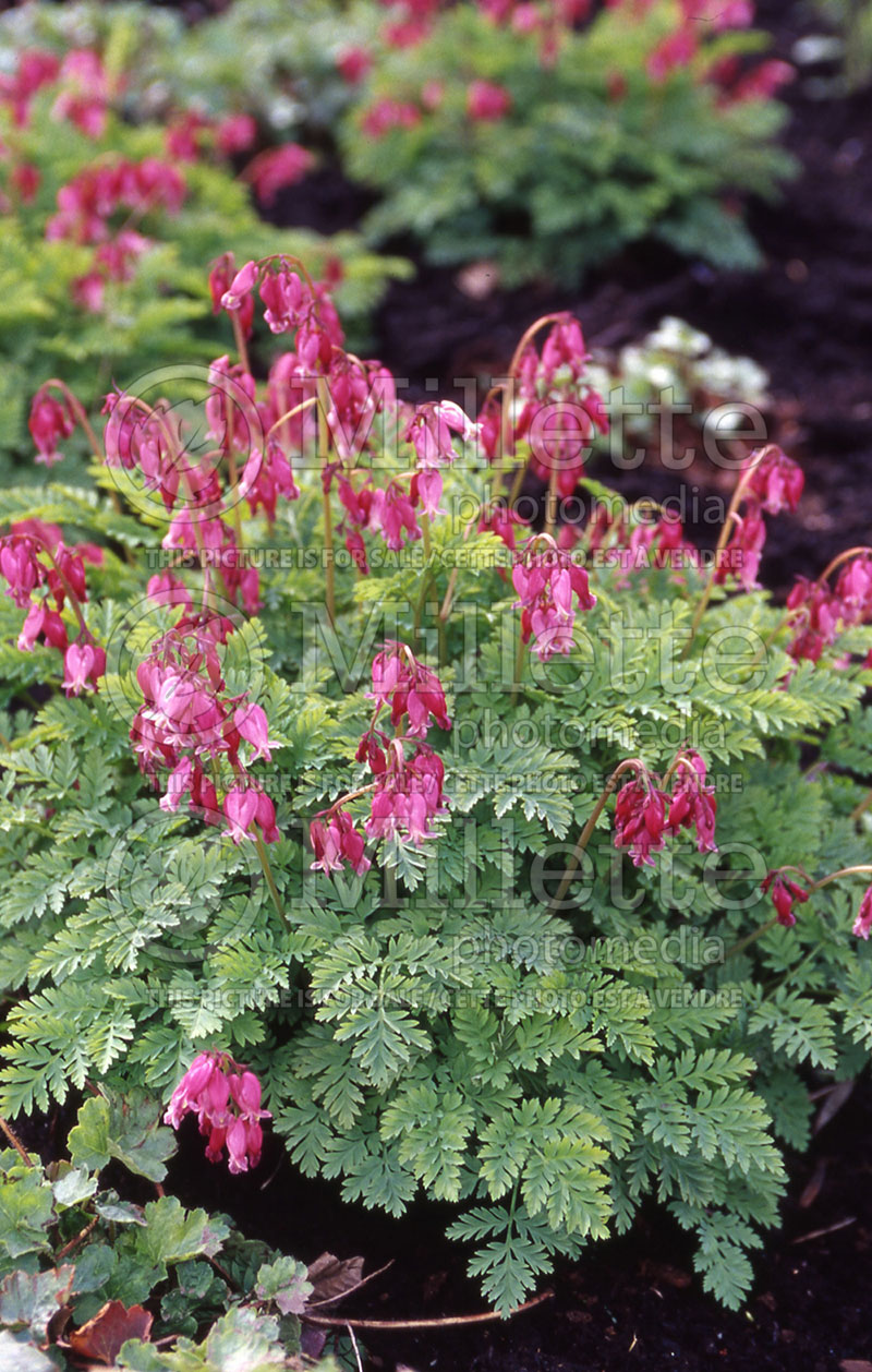 Lamprocapnos aka Dicentra Luxuriant (Bleeding heart) 1 