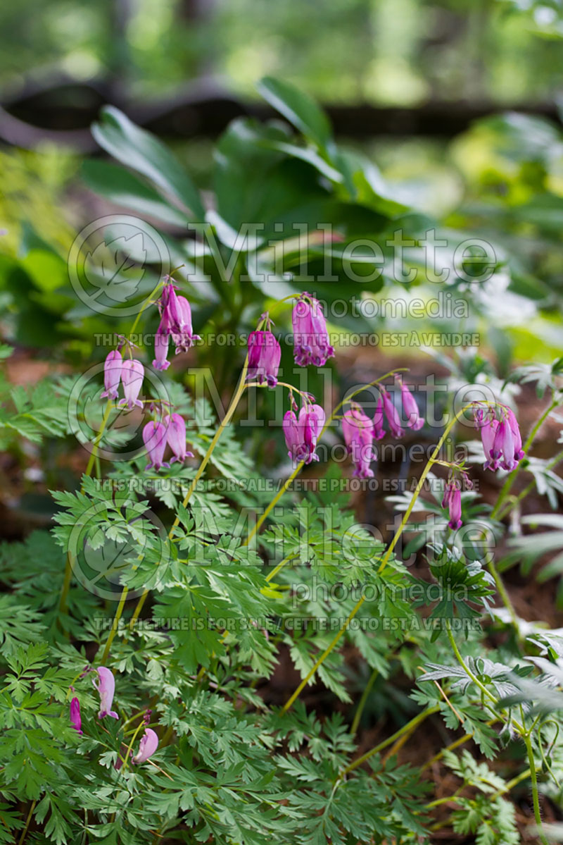 Lamprocapnos aka Dicentra Luxuriant (Bleeding heart) 2 