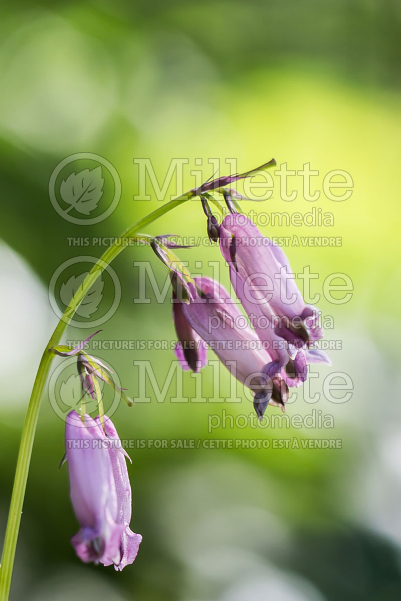 Lamprocapnos aka Dicentra Luxuriant (Bleeding heart) 3 