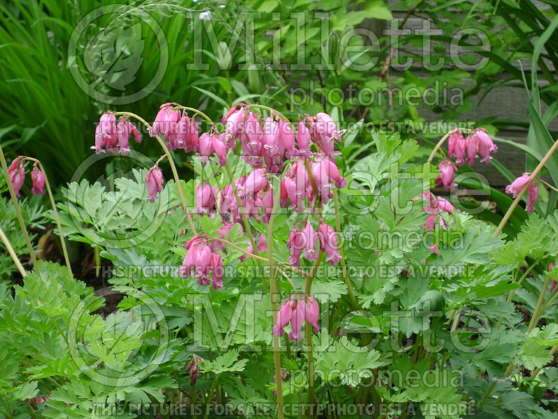 Lamprocapnos aka Dicentra Luxuriant (Bleeding heart) 7 