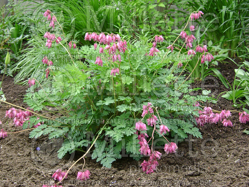 Lamprocapnos aka Dicentra Luxuriant (Bleeding heart) 8 