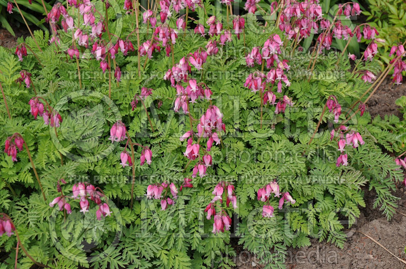 Lamprocapnos aka Dicentra Luxuriant (Bleeding heart) 9 